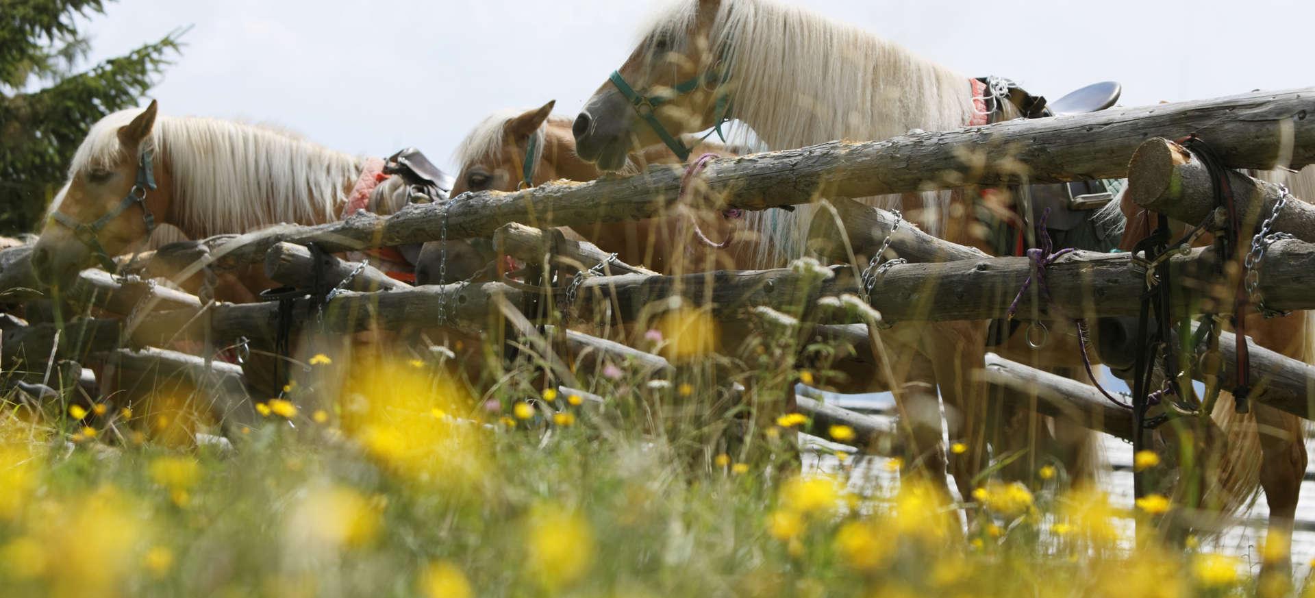 Villa Freiheim & Villa Elisabeth